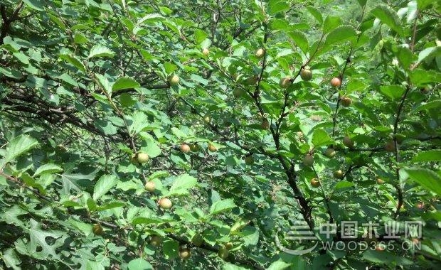 这个“小可爱”象山南田岛首次发现并记录！